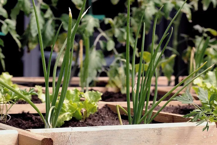 Meer groen in je tuin? Dat kan, ook als je maar een kleine tuin hebt