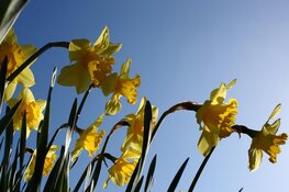 Weersverwachting: Koude nachten en overdag droog