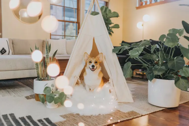 Komt er een hond in huis? Lees dan deze tips