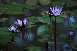 Wat doet water met je woonomgeving? De verrassende voordelen van een vijver in je tuin