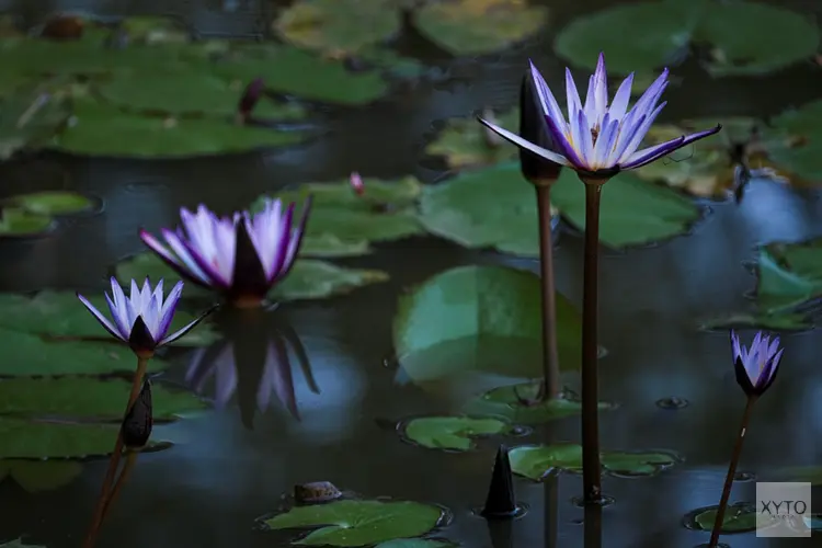 Wat doet water met je woonomgeving? De verrassende voordelen van een vijver in je tuin