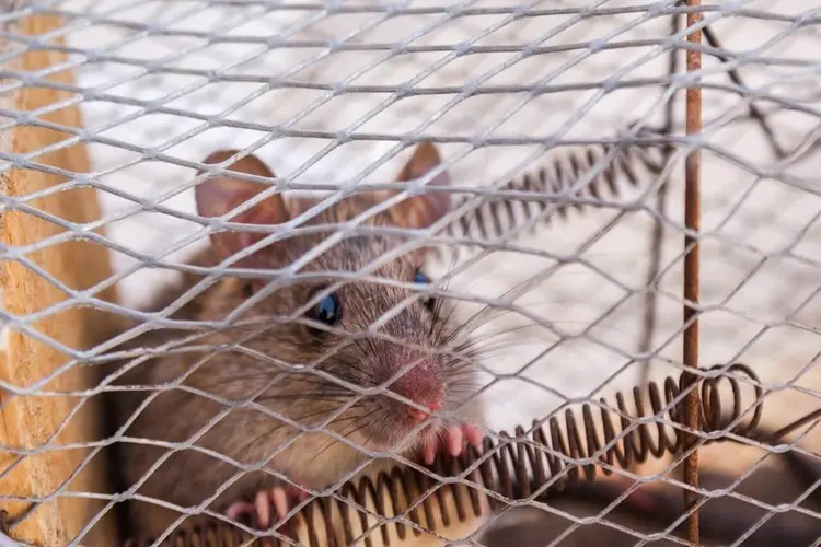 Handige tips tegen ongewenste dierengasten in huis