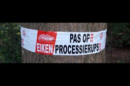 Nest van de eikenprocessierups gezien? Meld het