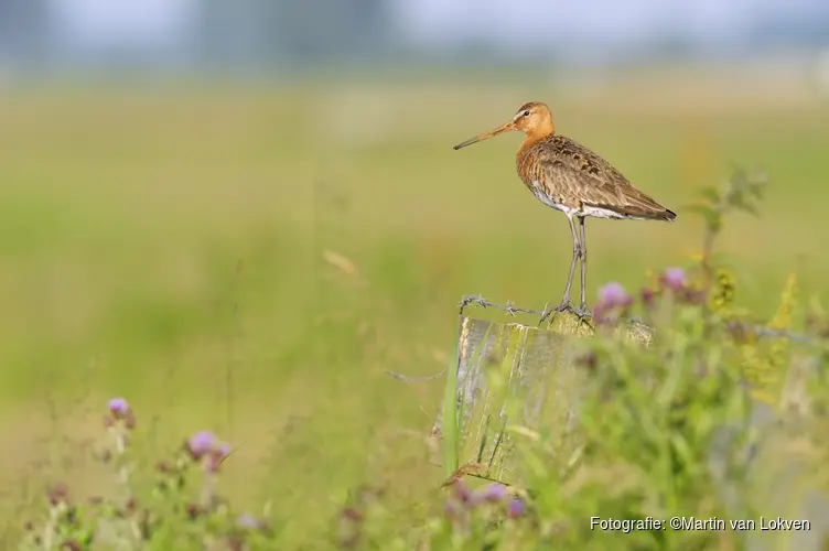 Verbetering Vogelparadijs Polder IJdoorn