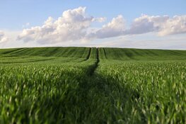 Gemeente Amsterdam maakt extra ruimte vrij voor stadslandbouw in de Lutkemeerpolder