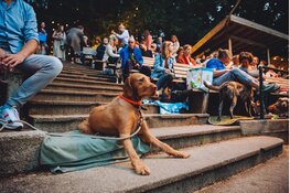 Pootjes & popcorn speciale filmavond voor hond en baas