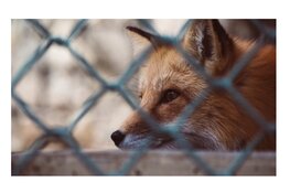 Roofdieren op het erf: hoe je schade voorkomt zonder ze te verjagen