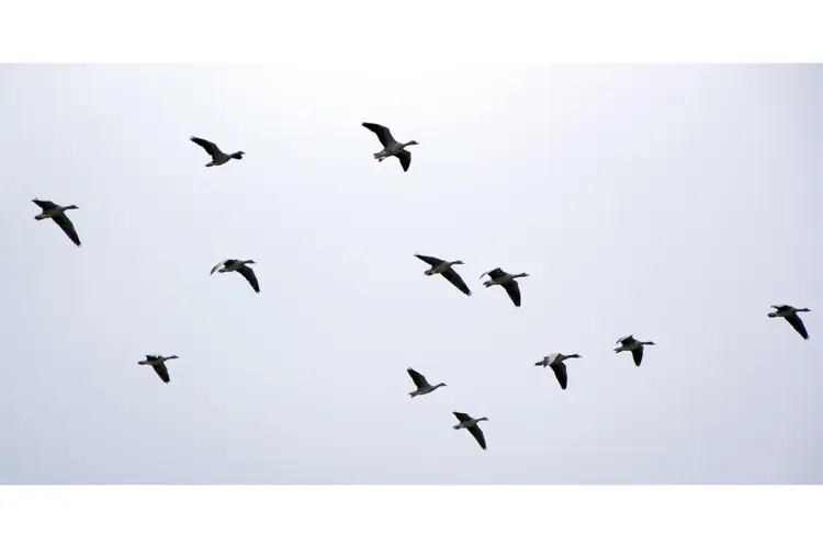 Nieuw convenant tegen vogelaanvaringen rond Schiphol