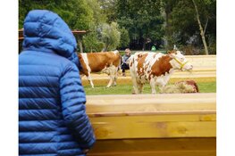 Koeien als kunst in Oosterpark leidt tot protest