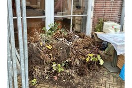 Gratis boom voor Amsterdammers: feestelijke ophaaldag op het Artisplein