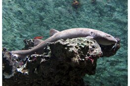 Amsterdamse haaien keren terug naar ARTIS: einde van een logeerpartij in Arnhem