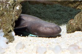 Amsterdamse haaien keren terug naar ARTIS: einde van een logeerpartij in Arnhem