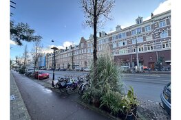 Bewoners Wijttenbachstraat in Amsterdam houden beroep tegen kap van zes iepen staande