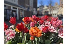 12e editie Tulp Festival geeft in april 2026 kleur aan Amsterdam