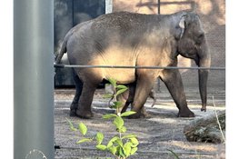 Eerste stapjes voor olifantenkalf in Artis trekken veel bekijks