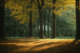Halsema verlengd cameratoezicht Oosterpark