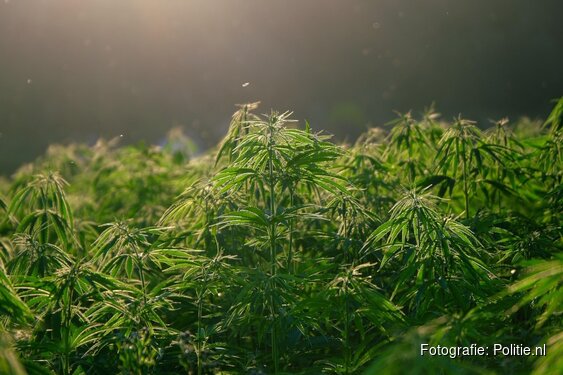 Niet-Europese hennep is gat in de markt voor Nederlandse drugscriminelen