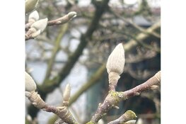 Wandeling door het arboretum van de De Nieuwe Ooster: winter met een vleugje lente
