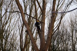 Klimmers hangen spandoek bij Utrechtsebrug tegen kap van 600 bomen