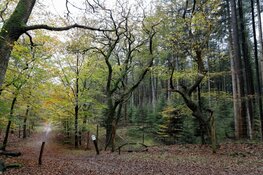 Nieuwe bossen in Noord-Holland bieden meer ruimte voor avontuur