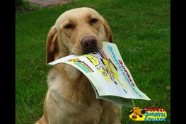 Hond voor de klas op Tijl Uilenspiegelschool in Amsterdam