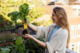 Amsterdammers kweken samen 3 kilometer moestuin met gratis pakketten