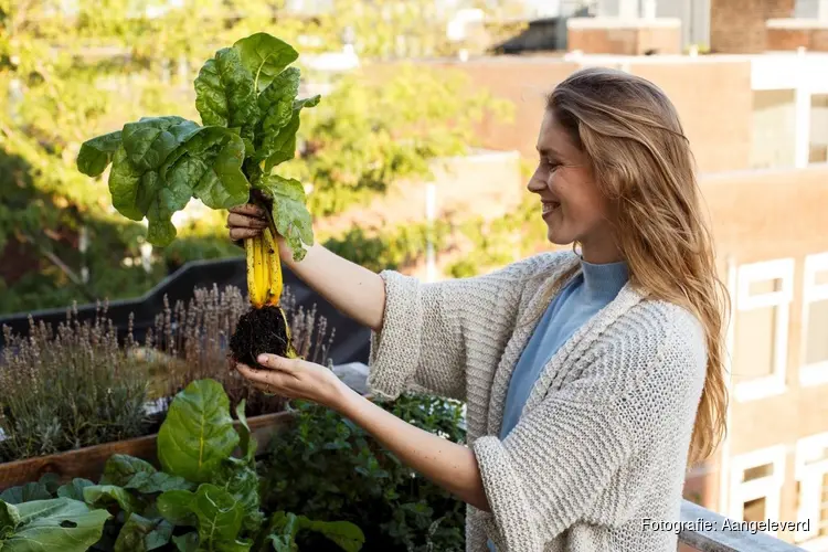 Amsterdammers kweken samen 3 kilometer moestuin met gratis pakketten
