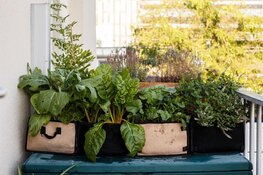 Amsterdammers kweken samen 3 kilometer moestuin met gratis pakketten