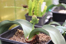 Welwitschia mirabilis weer te zien in de Hortus Botanicus Amsterdam