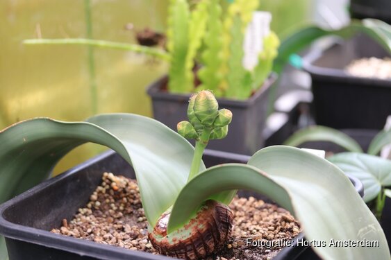 Welwitschia mirabilis weer te zien in de Hortus Botanicus Amsterdam