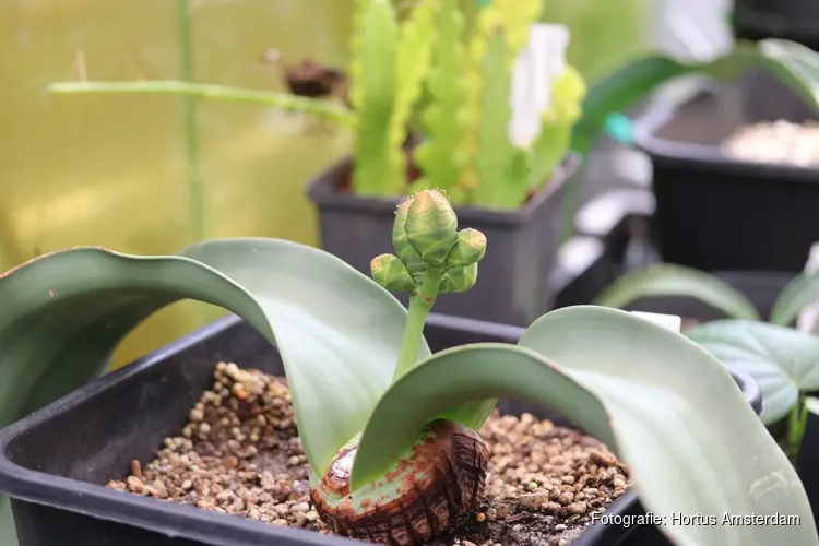 Welwitschia mirabilis weer te zien in de Hortus Botanicus Amsterdam