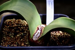 Welwitschia mirabilis weer te zien in de Hortus Botanicus Amsterdam