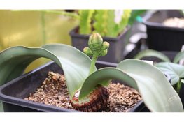 Speciale vitrine voor onsterfelijke plant: Welwitschia mirabilis weer te zien in de Hortus Botanicus Amsterdam
