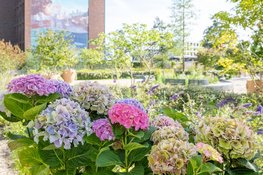 Amsterdams park verandert steeds van kleur