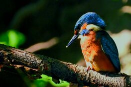 Zomervakantie is hét moment om vogels te ontdekken in en rond Amsterdam