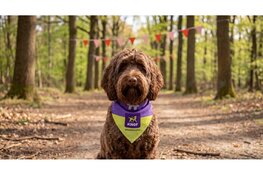 Honden Helden Hike – een wandeling met impact van KNGF Geleidehonden
