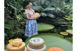 Reuzenwaterlelie gaat voor goud