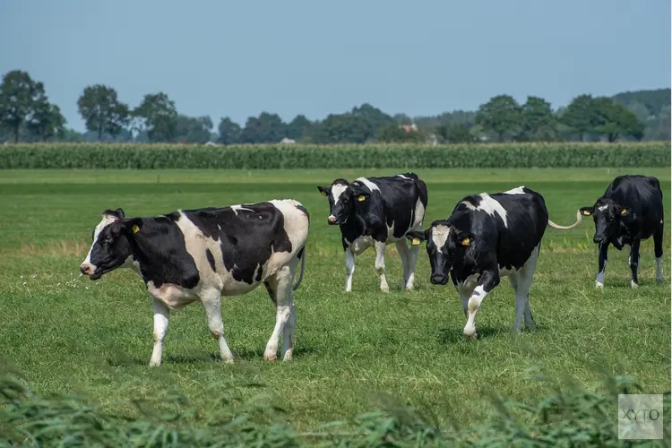 Ondersteuning beschikbaar bij stikstofvermindering op het melkveebedrijf