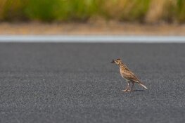 Nederlanders willen meer ruimte voor natuur
