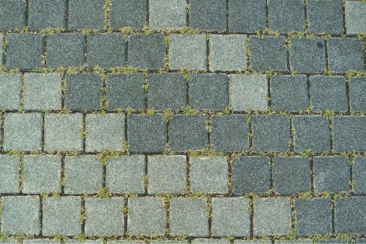 Onkruid tussen de tegels? Zo houd je een Amsterdamse stadstuin strak